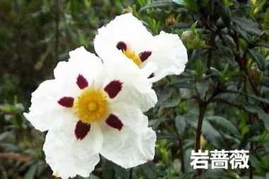 香精與香料(12)-琥珀香,動(dòng)物香,辛香,豆香(包括粉香)