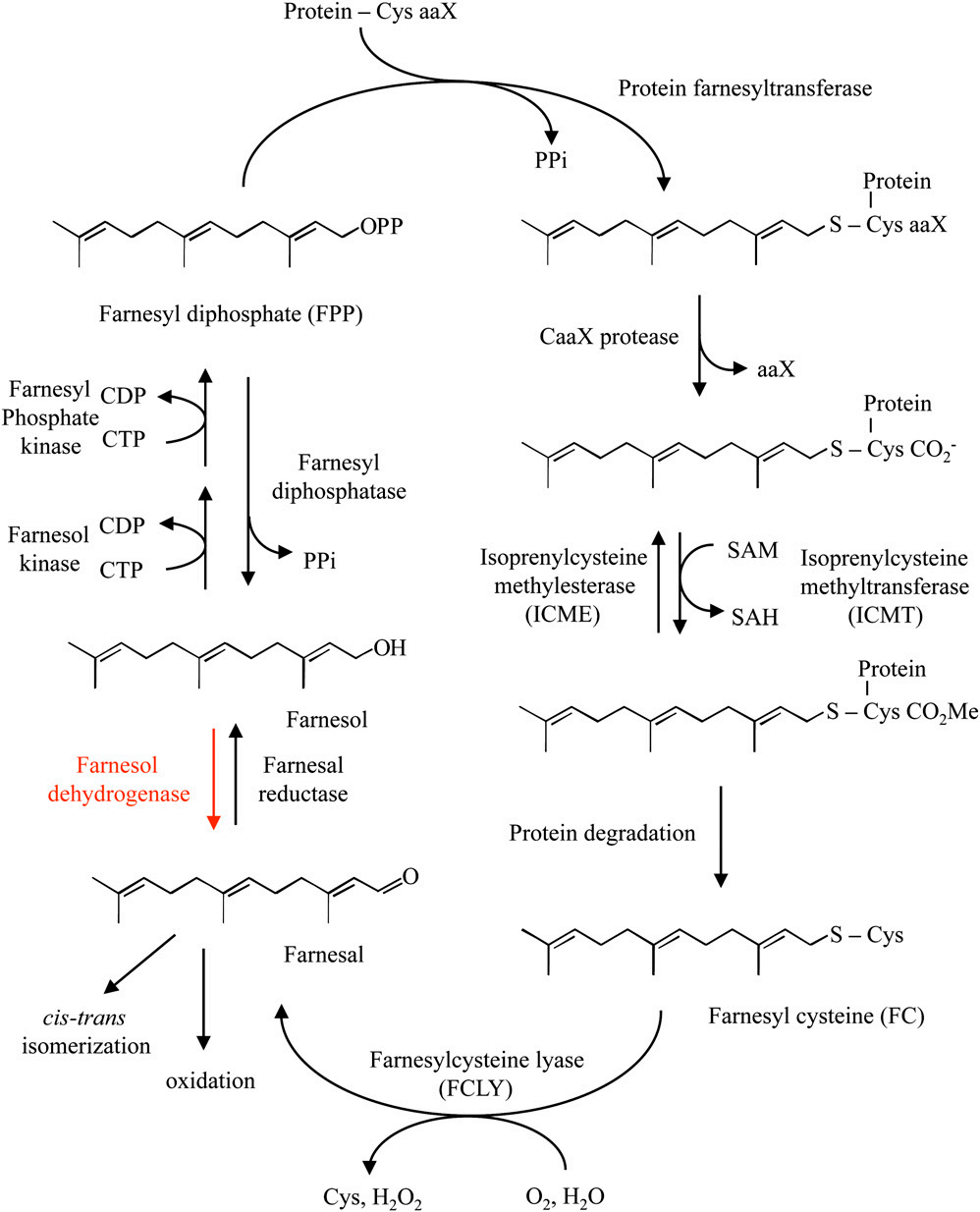 香精與香料(45)—金合歡醛、醇與金合歡油