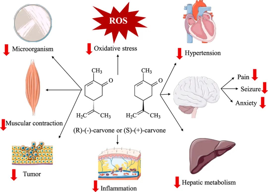香精與香料(47)—香芹酮與葛縷子、留蘭香、蒔蘿