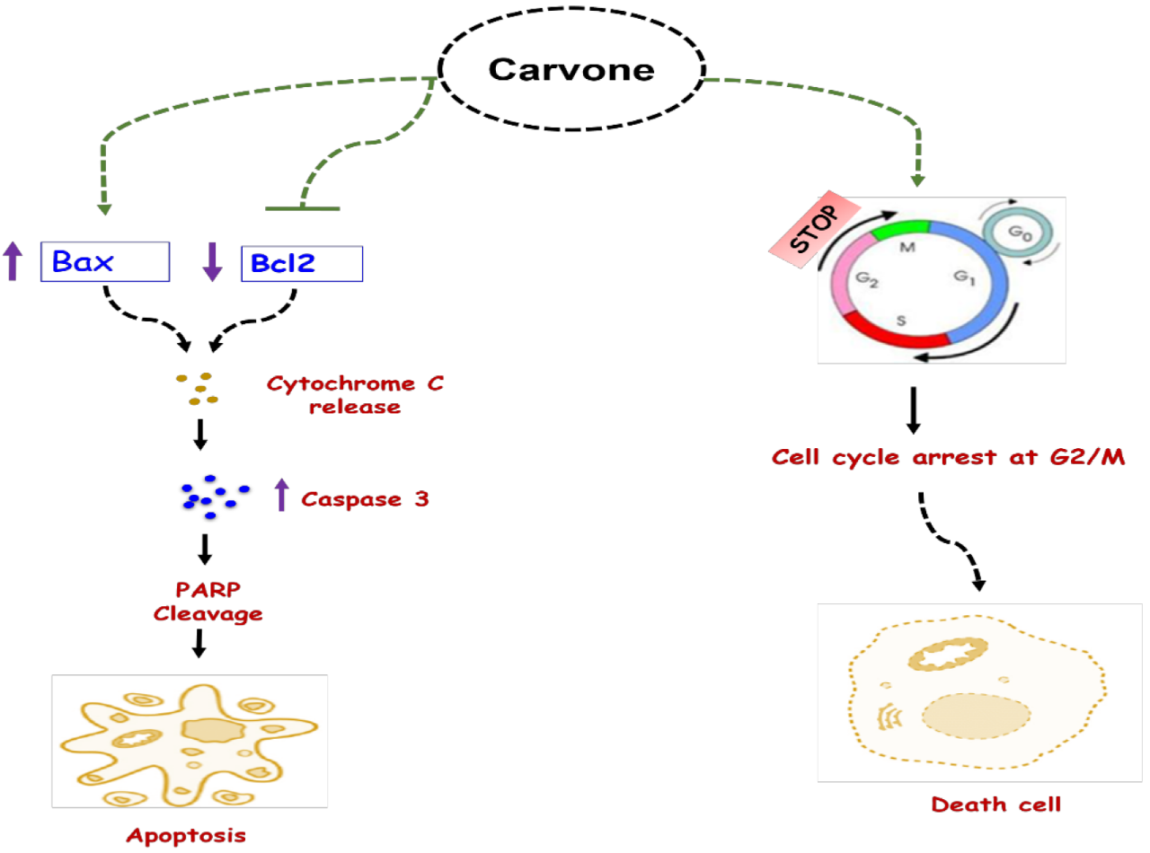 香精與香料(47)—香芹酮與葛縷子、留蘭香、蒔蘿