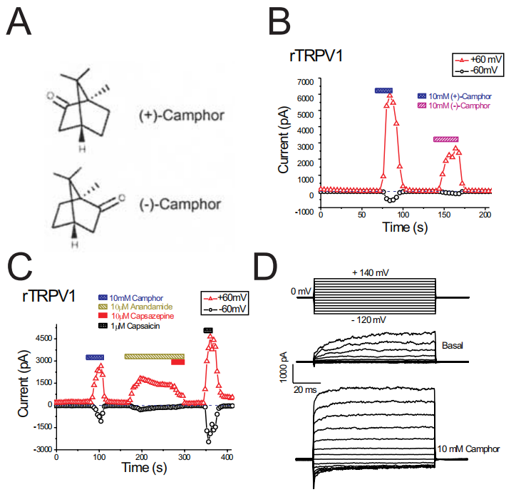 香精與香料(49)—樟腦(莰酮、龍腦酮)