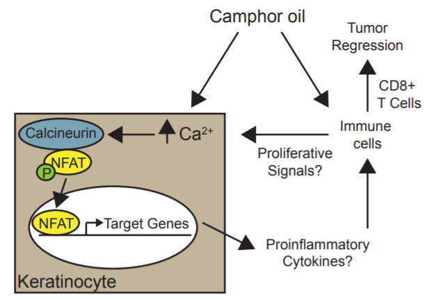 香精與香料(49)—樟腦(莰酮、龍腦酮)