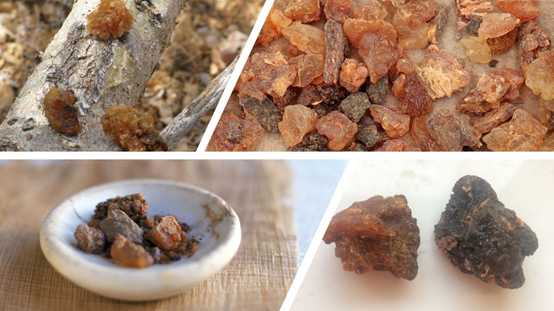 香精與香料(84)—沒藥香 香精與香料(84)—沒藥香