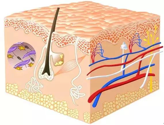 化妝品成分表中的各類成分 都有什么作用？（珍藏版）