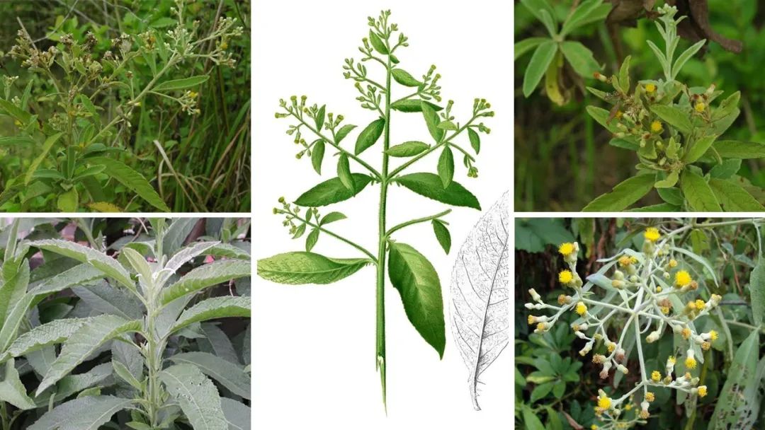 香精與香料(108)—艾納香