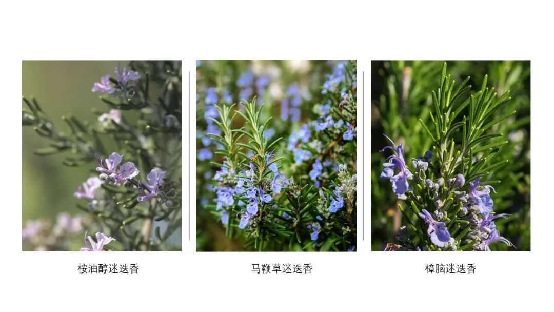 香精與香料(115)—迷迭香