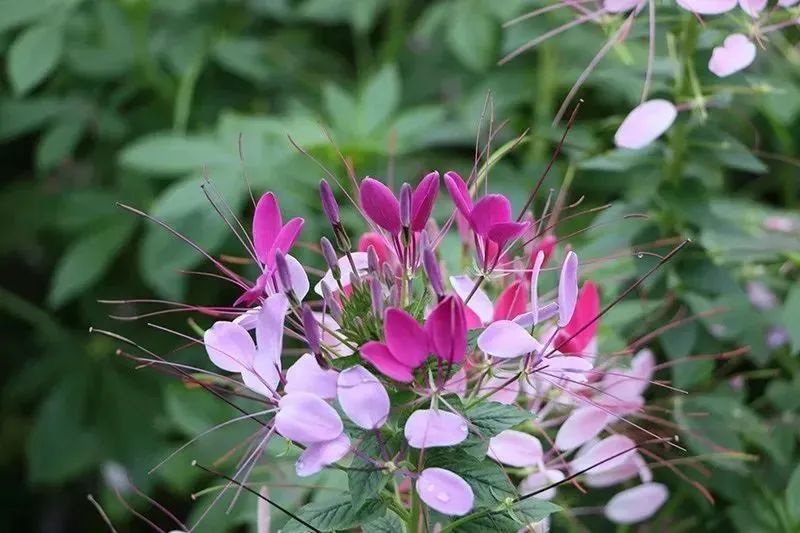 芳香療法，一個(gè)起源于5000年前的神秘學(xué)科