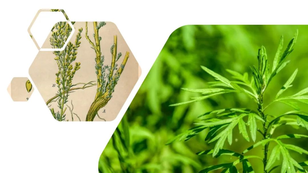 香精與香料(141)—蛔蒿