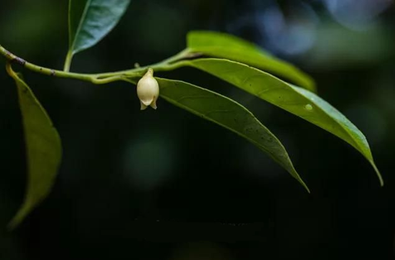 香精與香料(152)—豆蔻 香精與香料(152)—豆蔻