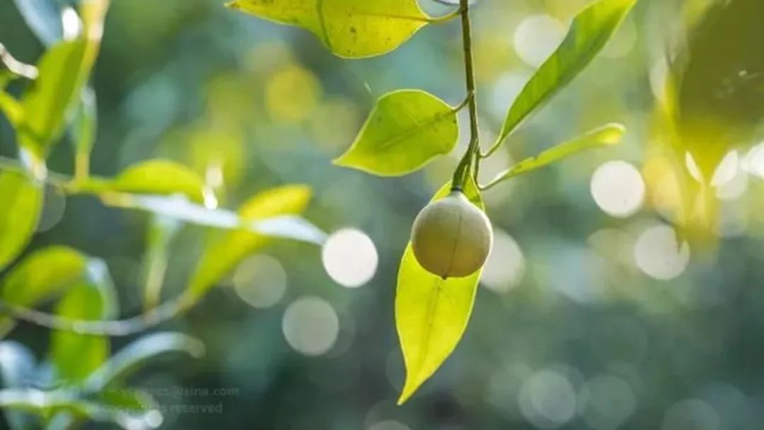 香精與香料(152)—豆蔻 香精與香料(152)—豆蔻