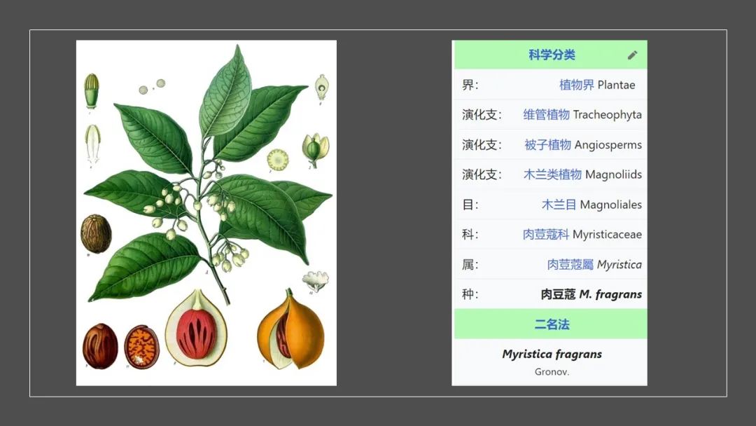 香精與香料(152)—豆蔻 香精與香料(152)—豆蔻