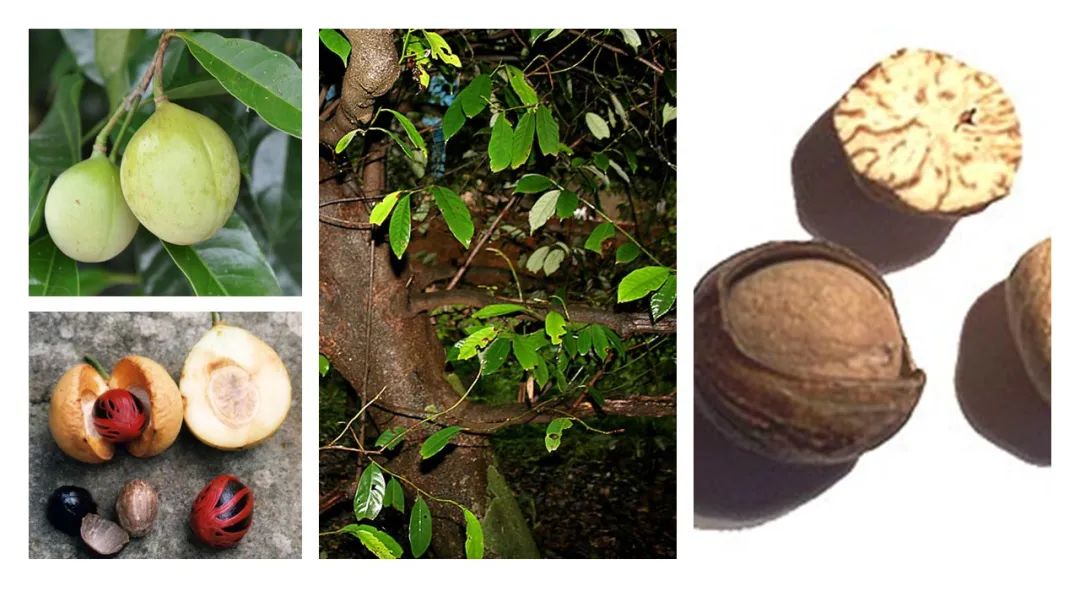 香精與香料(152)—豆蔻 香精與香料(152)—豆蔻