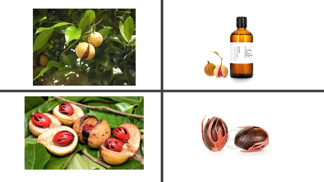 香精與香料(152)—豆蔻 香精與香料(152)—豆蔻