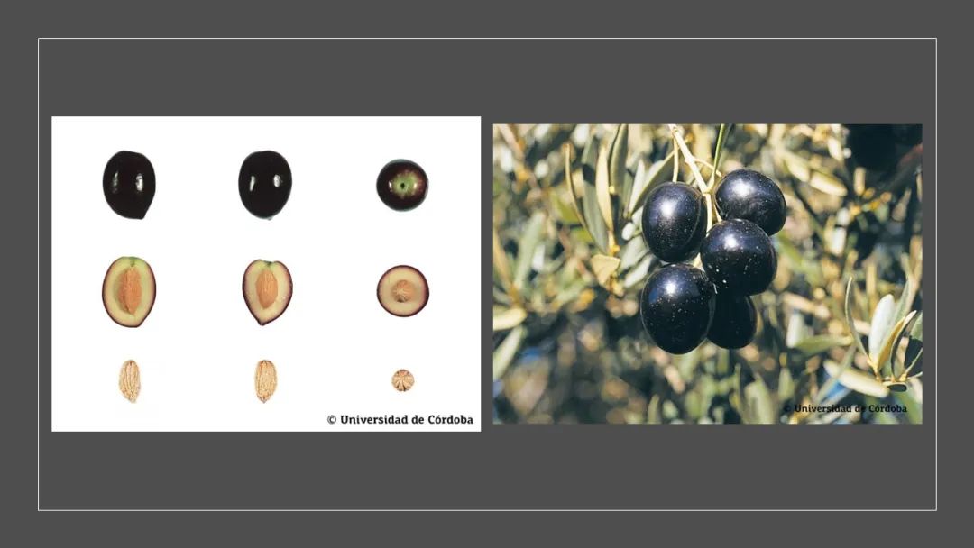 香精與香料(160)—橄欖 香精與香料(160)—橄欖