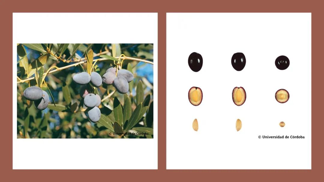 香精與香料(160)—橄欖 香精與香料(160)—橄欖