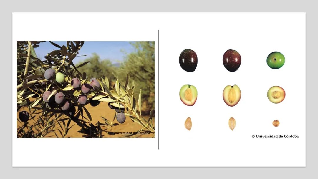 香精與香料(160)—橄欖 香精與香料(160)—橄欖