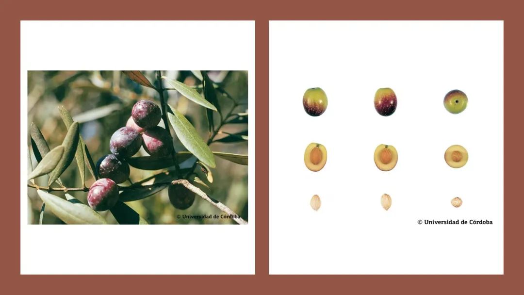 香精與香料(160)—橄欖 香精與香料(160)—橄欖