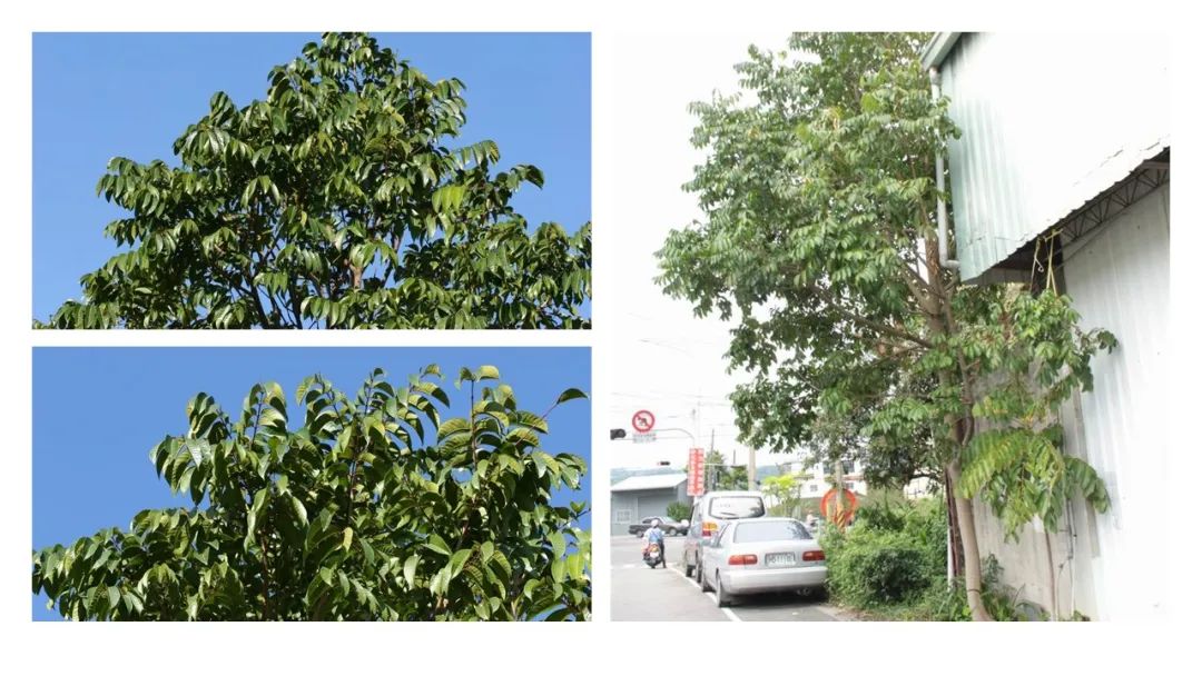 香精與香料(160)—橄欖 香精與香料(160)—橄欖