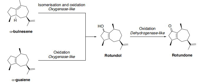 生物合成香料的化學(xué)組成、可持續(xù)性和天然性