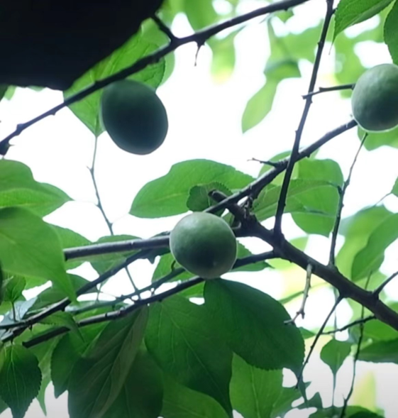 香精與香料(161)——烏梅 香精與香料(161)——烏梅