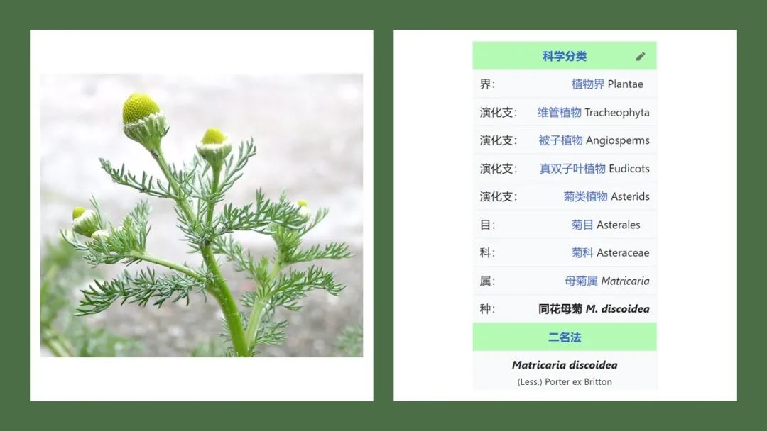 香精與香料(165)—洋甘菊