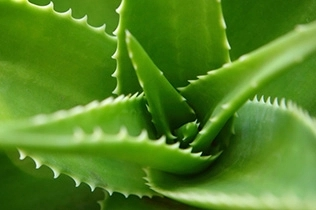 香料香精高新企業(yè)簡介(6)——OnScent 香料香精高新企業(yè)簡介(6)——OnScent