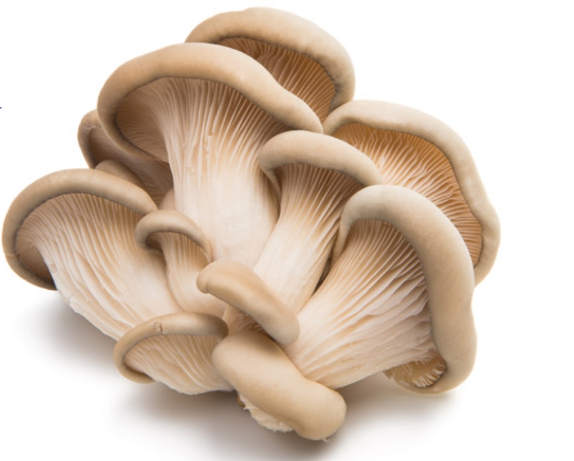 香精香料高新企業(yè)簡介(9)——MycoTechnology 香精香料高新企業(yè)簡介(9)——MycoTechnology