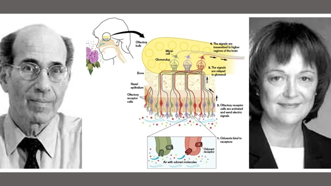 行業(yè)洞察:香料香精行業(yè)規(guī)劃的進(jìn)展 行業(yè)洞察:香料香精行業(yè)規(guī)劃的進(jìn)展