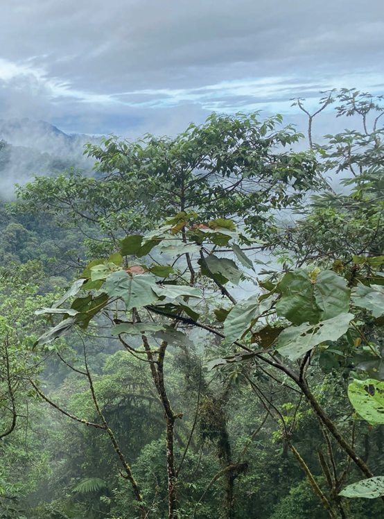 投資于植物保護的香精配方 投資于植物保護的香精配方