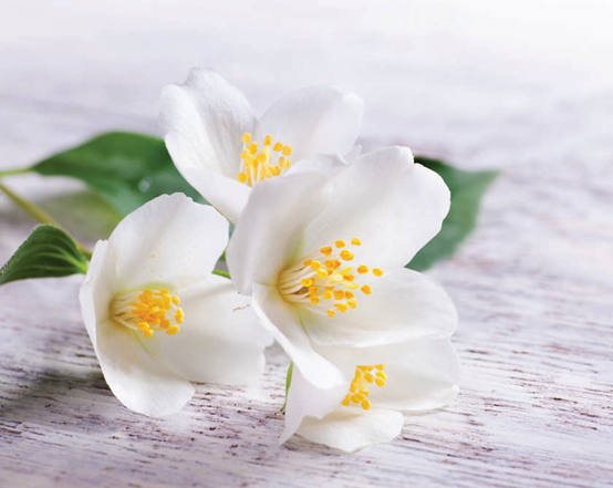 香料筆記：二氫茉莉酮酸甲酯，本身就是一種香水