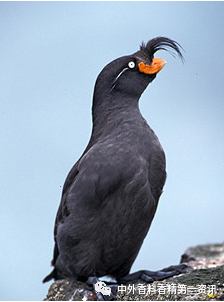 柑橘類香原料最新進(jìn)展 柑橘類香原料最新進(jìn)展