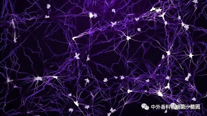 揭開嗅覺之謎 揭開嗅覺之謎