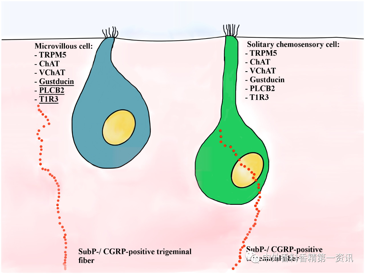 揭開嗅覺之謎 揭開嗅覺之謎