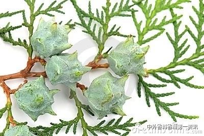 Flavor & Fragrance 文獻(xiàn)綜述：天然香精提取，生產(chǎn)和研究領(lǐng)域的進(jìn)展