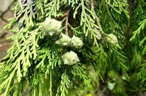 調(diào)香與經(jīng)濟(jì)效益 調(diào)香與經(jīng)濟(jì)效益