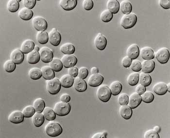 農(nóng)業(yè)廢物作為微生物香精生產(chǎn)基質(zhì)的潛力研究 農(nóng)業(yè)廢物作為微生物香精生產(chǎn)基質(zhì)的潛力研究