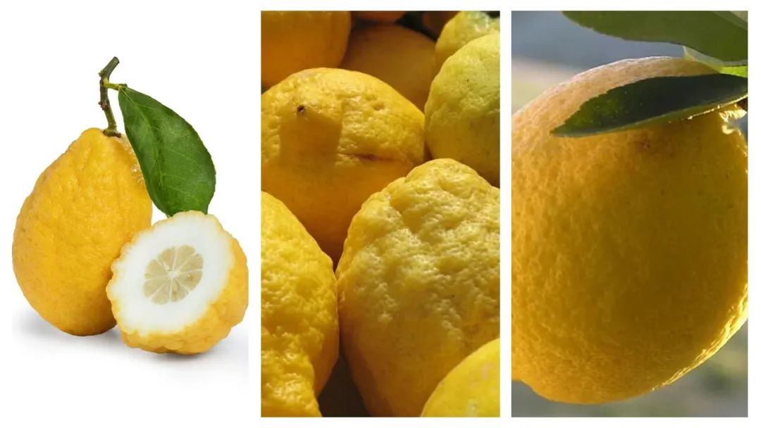 調(diào)香筆記(8)——50種常見的香水成分:氣味和起源 調(diào)香筆記(8)——50種常見的香水成分:氣味和起源