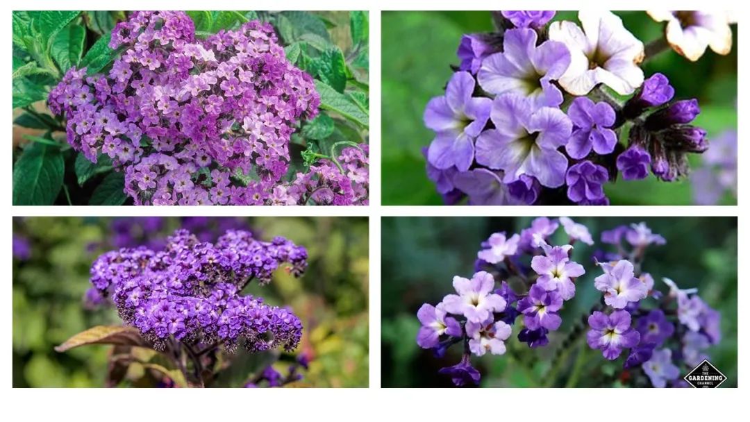 調(diào)香筆記(8)——50種常見的香水成分:氣味和起源 調(diào)香筆記(8)——50種常見的香水成分:氣味和起源