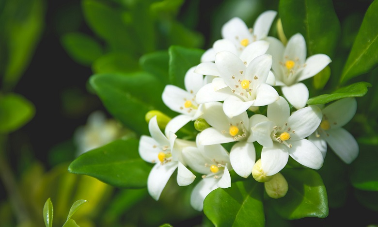 調(diào)香筆記(8)——50種常見的香水成分:氣味和起源 調(diào)香筆記(8)——50種常見的香水成分:氣味和起源