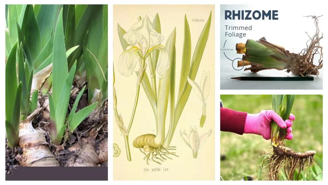 調(diào)香筆記(8)——50種常見的香水成分:氣味和起源 調(diào)香筆記(8)——50種常見的香水成分:氣味和起源