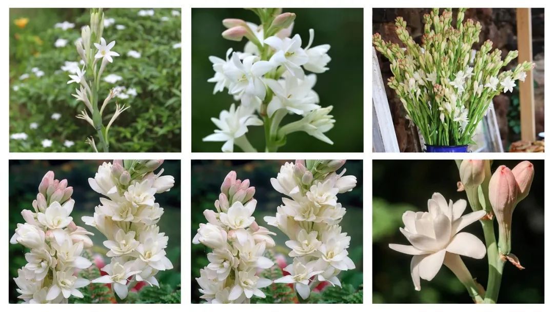 調(diào)香筆記(8)——50種常見的香水成分:氣味和起源 調(diào)香筆記(8)——50種常見的香水成分:氣味和起源