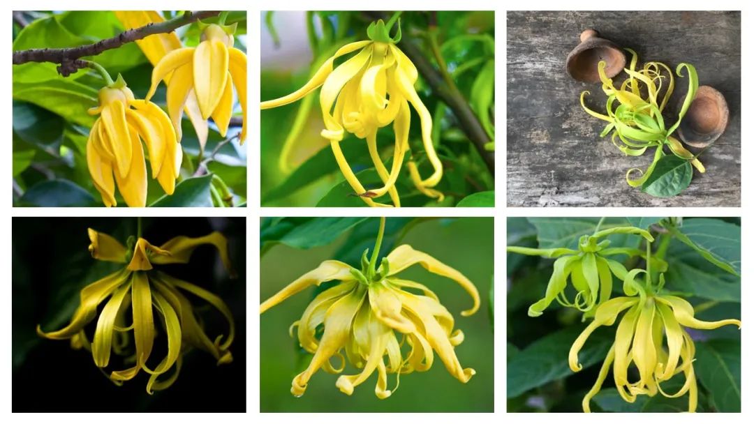 調(diào)香筆記(8)——50種常見的香水成分:氣味和起源 調(diào)香筆記(8)——50種常見的香水成分:氣味和起源