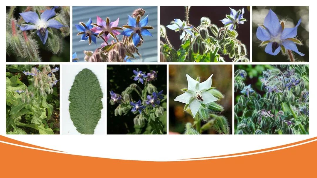 世界地理香料索引 (1)World Geographic Spice Index(1) 世界地理香料索引 (1)World Geographic Spice Index(1)