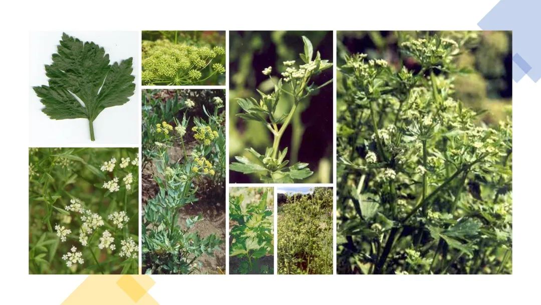 世界地理香料索引 (1)World Geographic Spice Index(1) 世界地理香料索引 (1)World Geographic Spice Index(1)