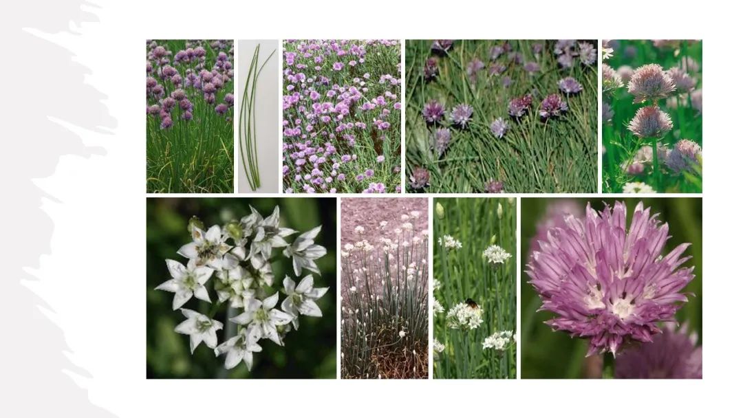 世界地理香料索引 (1)World Geographic Spice Index(1) 世界地理香料索引 (1)World Geographic Spice Index(1)