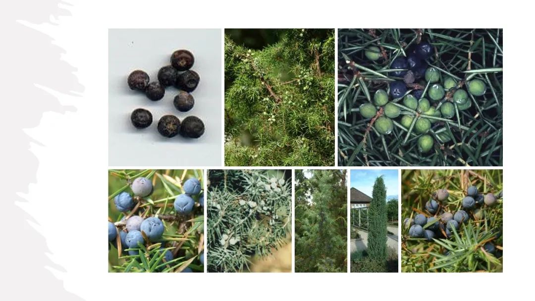 世界地理香料索引 (1)World Geographic Spice Index(1) 世界地理香料索引 (1)World Geographic Spice Index(1)