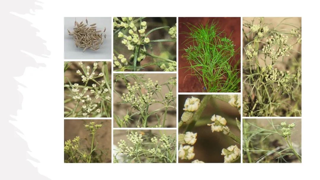 世界地理香料索引(2)——Geographic Spice Index(2) 世界地理香料索引(2)——Geographic Spice Index(2)