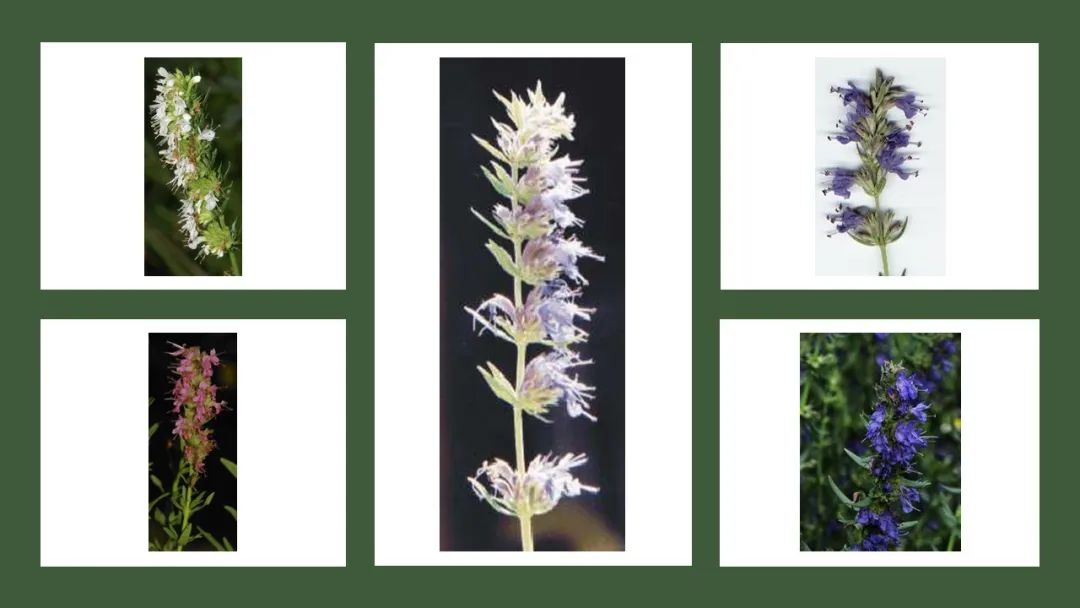 世界地理香料索引(2)——Geographic Spice Index(2) 世界地理香料索引(2)——Geographic Spice Index(2)