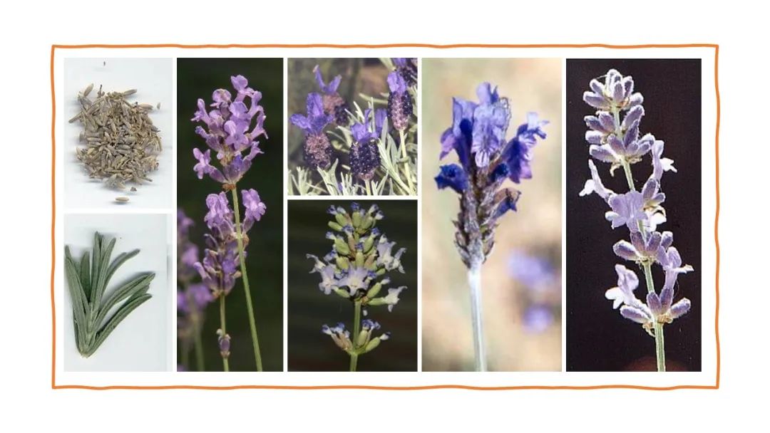 世界地理香料索引(2)——Geographic Spice Index(2) 世界地理香料索引(2)——Geographic Spice Index(2)