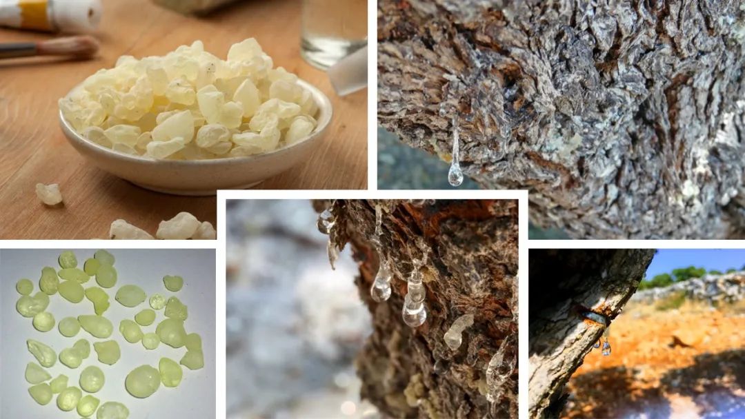 世界地理香料索引(2)——Geographic Spice Index(2) 世界地理香料索引(2)——Geographic Spice Index(2)